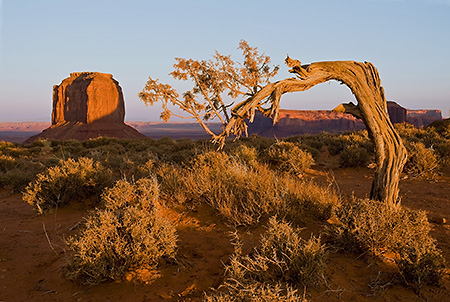 Juniper Tree and Mitten in Late Light, Monument Valley, AZ